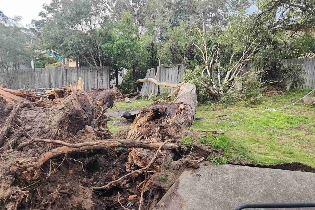 SES responds to fallen trees and damaged roofs as wild winds lash ...