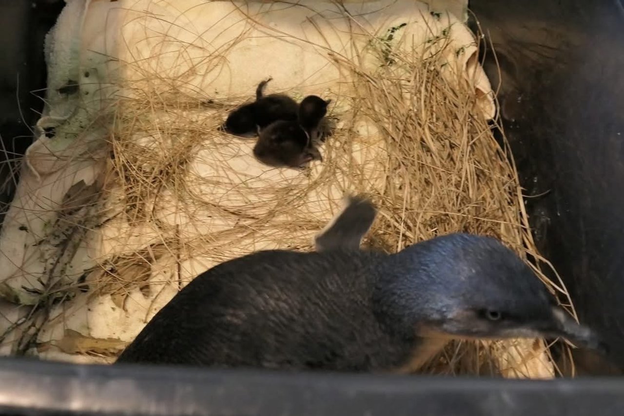 Protected penguin chicks die after being removed from nest