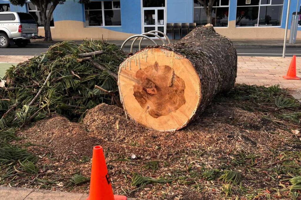 Norfolk Pines removed from Burnie waterfront after safety assessment ...