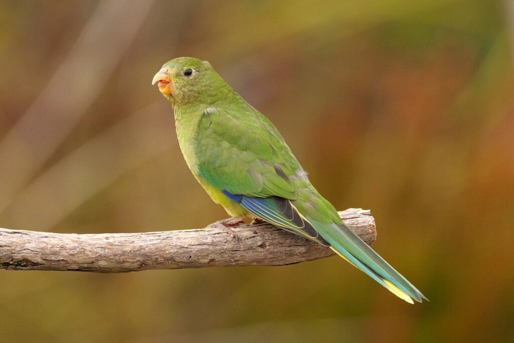 Migration Parrot Orange-bellied parrots released into Tasmanian wilderness in migration ...