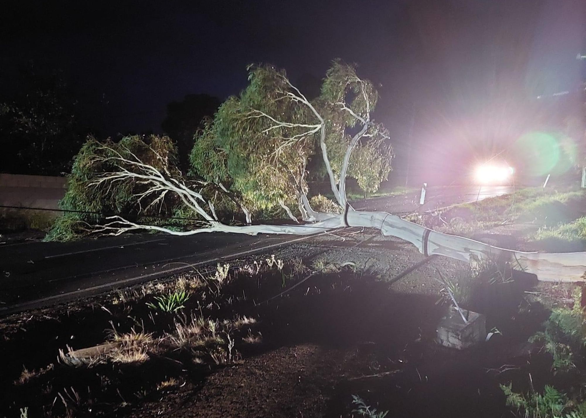 Strong winds bring down trees, cut power for hundreds in Tasmania ...