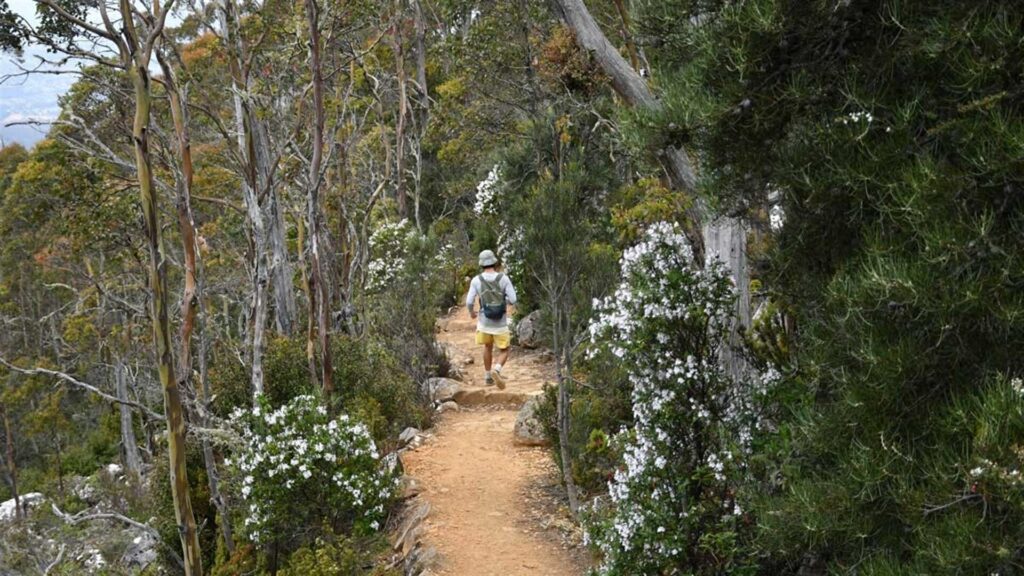 ‘Major’ kunanyi/Mt Wellington Walking Route To Close Pulse Tasmania