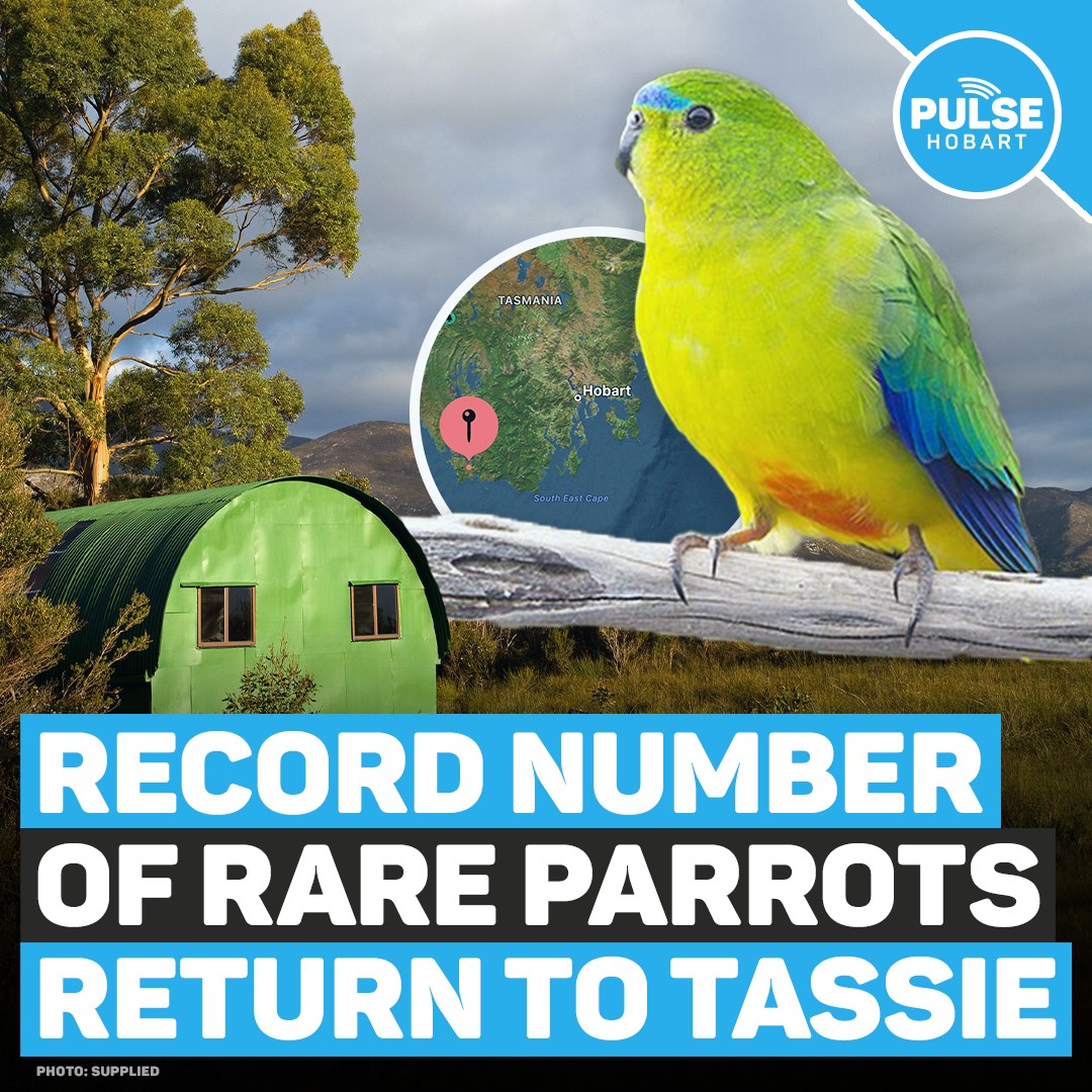 Record Number Of Rare Parrots Return To Tassie Pulse Tasmania(02)