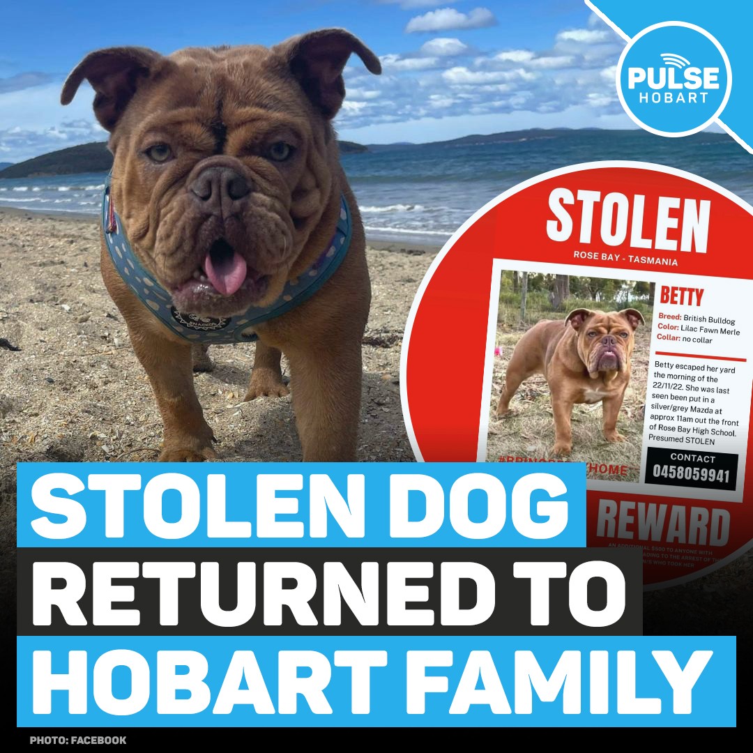 Stolen Dog Returned To Hobart Family Pulse Tasmania