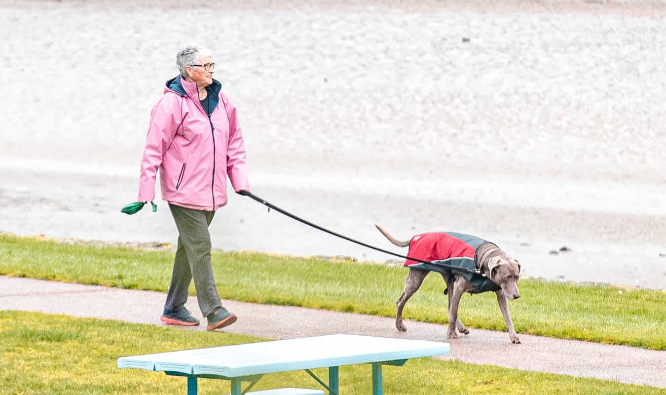 RSPCA’s new program to save Tassie pets - Pulse Tasmania