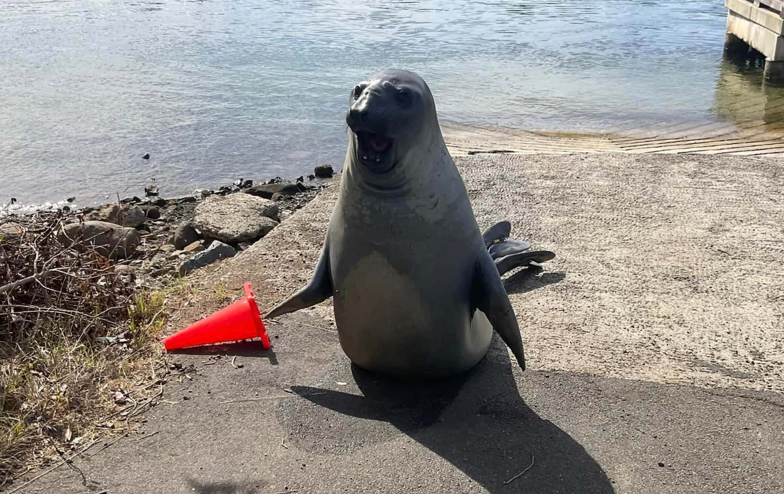 Wildlife Authorities Issue Plea As Neil The Seal Returns To Tasmanian 
