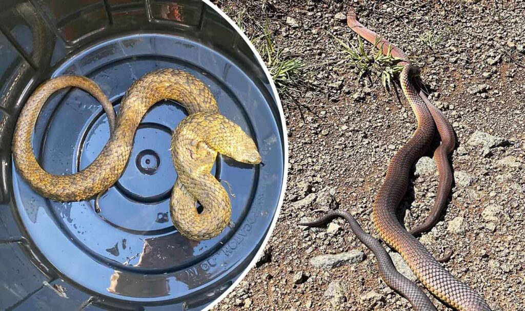 Tiger snake removed from Tasmanian dog pen as warm weather spurs