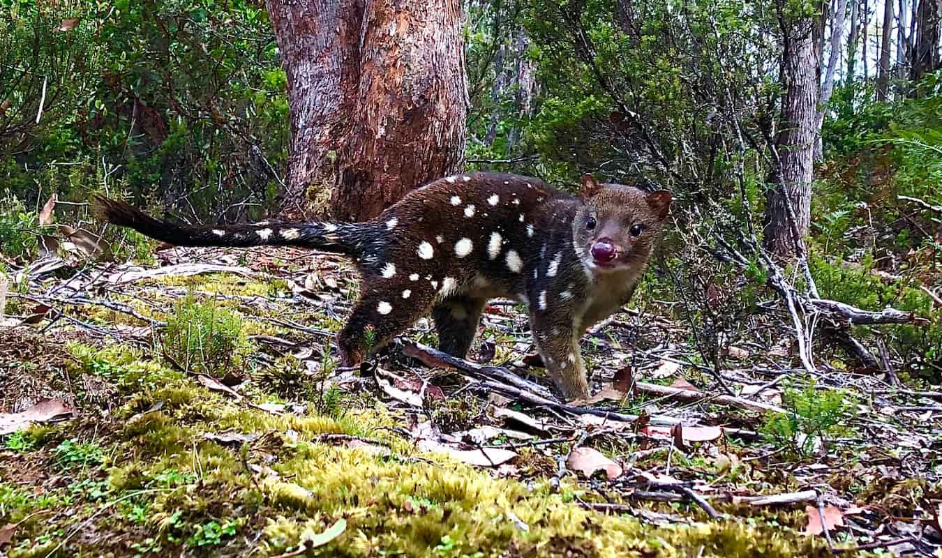 Tasmanian devil population decline sparks genetic shift in spotted