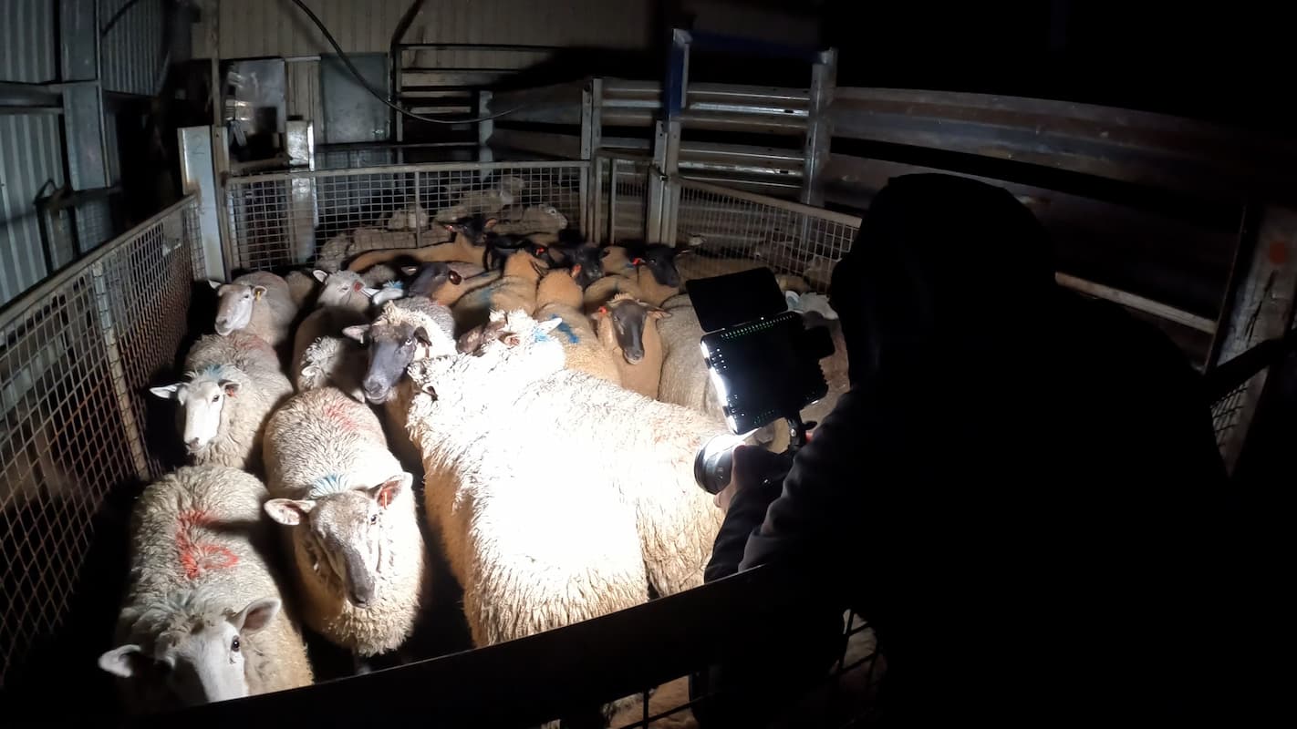 ‘Worst we’ve seen’ Alleged animal cruelty captured on camera at