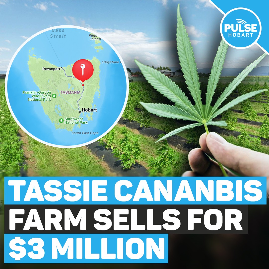 Tassie Cannabis Farm Sells For $3 Million - Pulse Tasmania