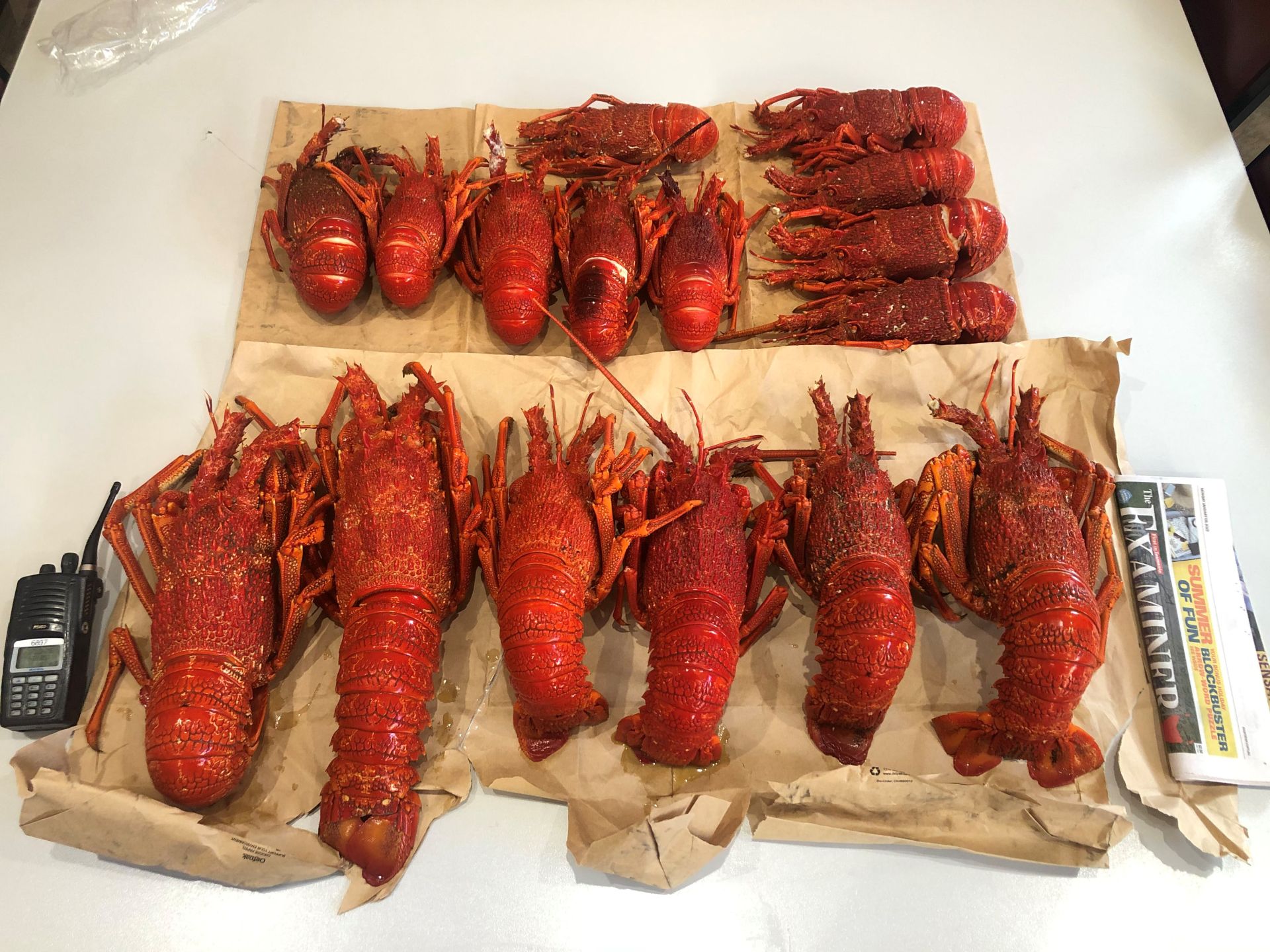 Tassie Man Caught With Illegal Rock Lobsters Pulse Tasmania